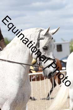 EMY-1646