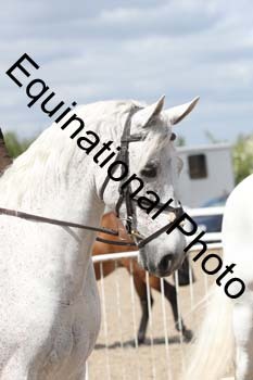 EMY-1647