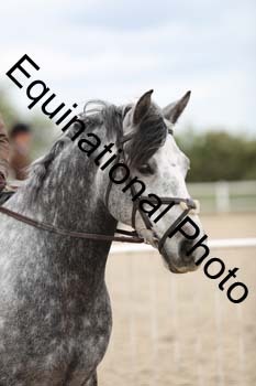 EMY-1931