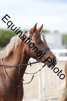 EMY-2217