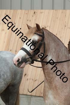EQU-1229