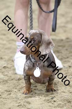 EGG-1177