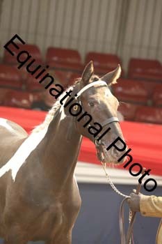AHC-1445