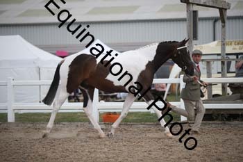 OVW-2061