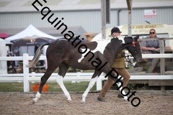 OVW-2114