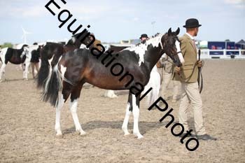 OVW-2174