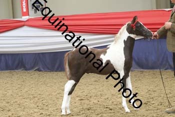 GYE-1658