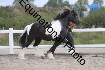 MCN-1240