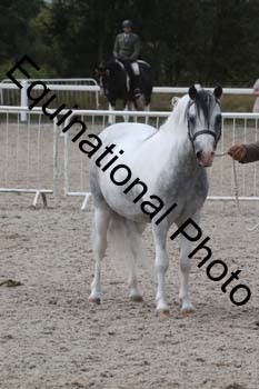 MCN-1811