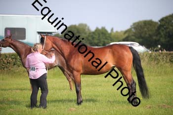 BBX-1001