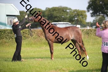 BBX-1004