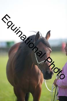BBX-1008