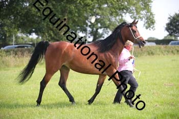BBX-1031