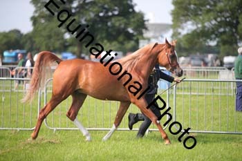 BBX-1043