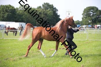 BBX-1052