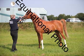 BBX-1055