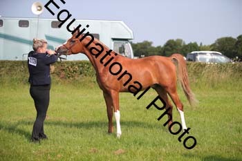 BBX-1056