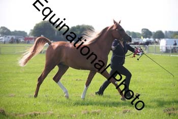 BBX-1068