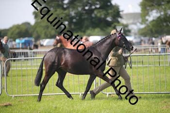 BBX-1138