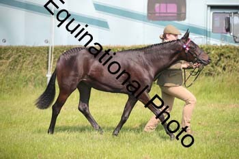 BBX-1151