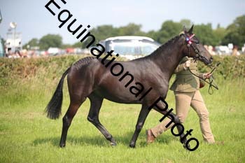 BBX-1152