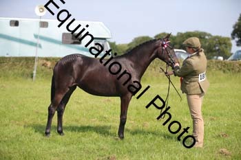 BBX-1155