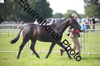 BBX-1163