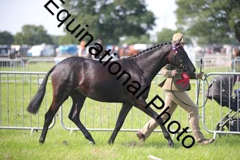 BBX-1164