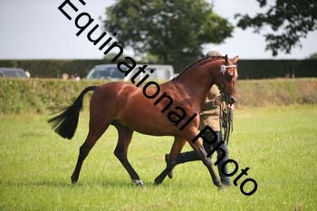 BBX-1166