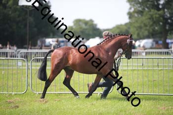 BBX-1174