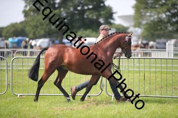 BBX-1175