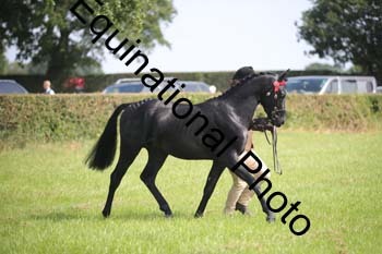 BBX-1177