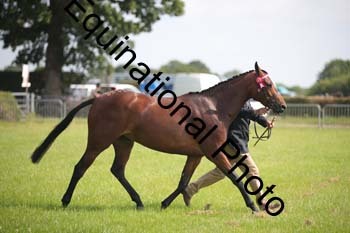 BBX-1185