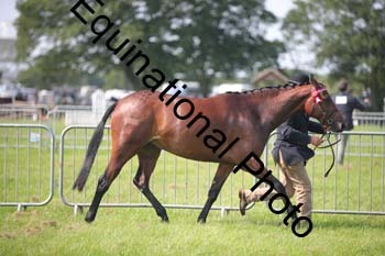 BBX-1191