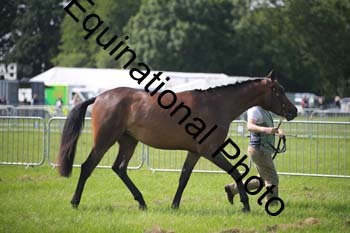 BBX-1199