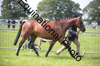 BBX-1231