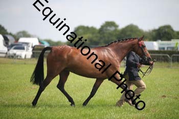 BBX-1236