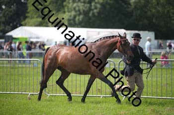 BBX-1239
