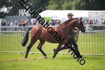 BBX-1244