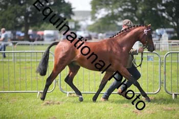 BBX-1247