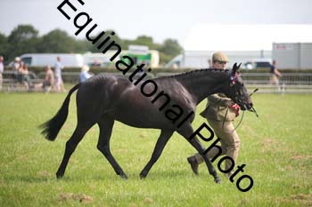 BBX-1260