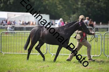 BBX-1261