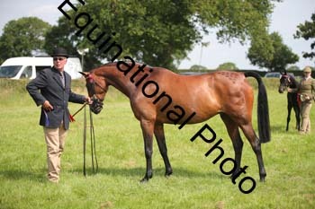 BBX-1275
