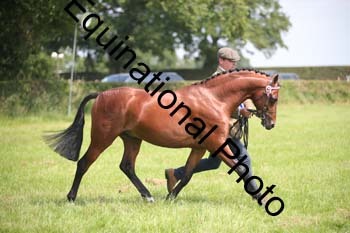 BBX-1288