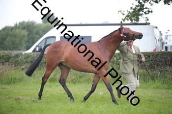 BBX-1709