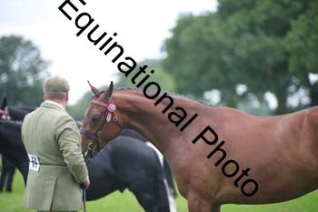 BBX-1877