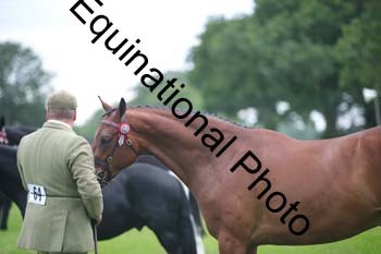 BBX-1878
