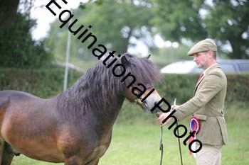 BBX-1919