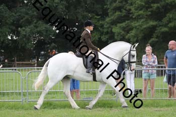 DDQ-1901