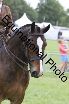 DDQ-1917